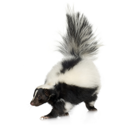 Skunks Control Products