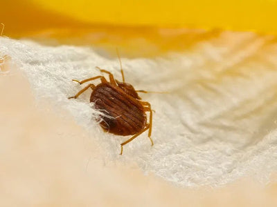 How to Get Rid of Bed Bugs: A Complete Guide