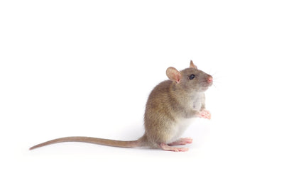 House Mice Threat, Prevention And Control