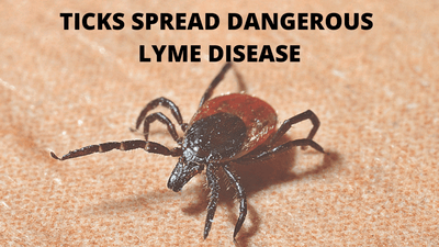 Ticks spread dangerous Lyme disease