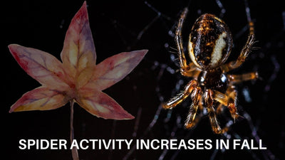 Spider activity increases in fall