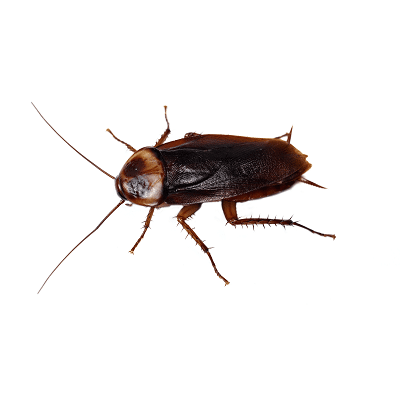 Disease Transmitting Pests American Roach Or Palmetto Bug Or Water Bug