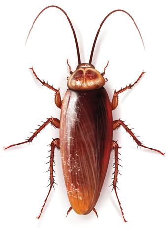 Roach American Roach Or Palmetto Bug Or Water Bug