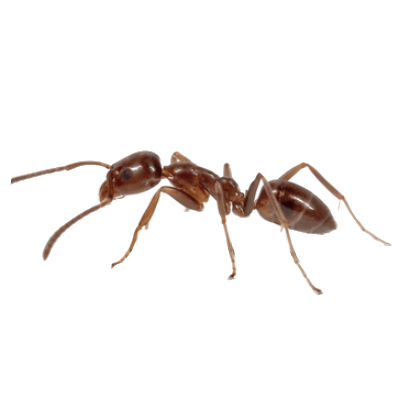 Argentine Ant Control Products