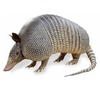 Armadillo Control Products