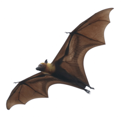 Bat Control Products