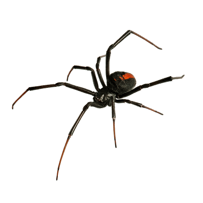 Spider Black Widow Spider