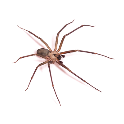 Spider Brown Recluse Spider