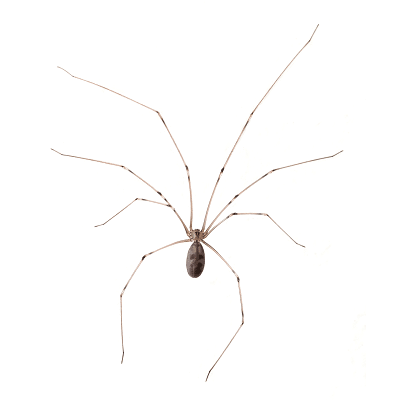 Spider Cellar Spider