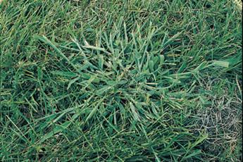Crab grass