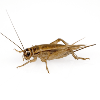 Crickets Control Products