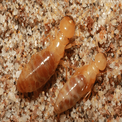 Termite Dampwood Termites