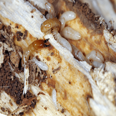 Termite Drywood Termites