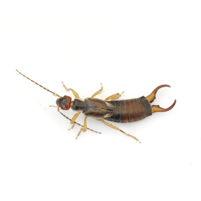 Earwigs Control Products
