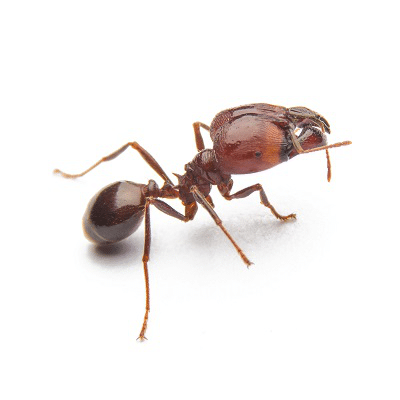 Fire Ants Control Products