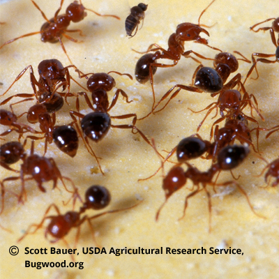 Stinging Insects Fire Ants