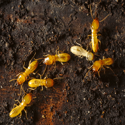 Termite Formosan Termites