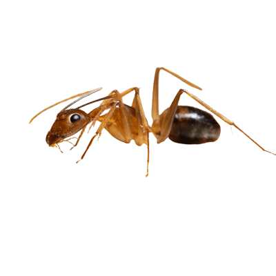 Ghost Ant Control Products