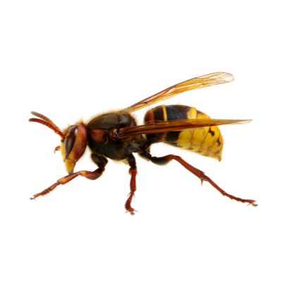 Stinging Insects Hornets