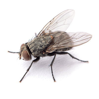 House Fly Control Products