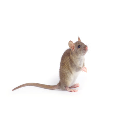 House Mouse Or Mice Control Products