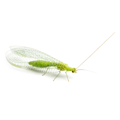 Shop by Pest | Light Attracted Flies-Lacewing