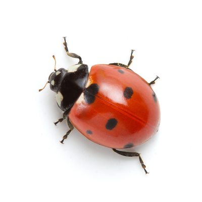 Lady Bugs Control Products