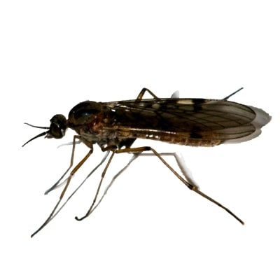 Light Attracted Flies