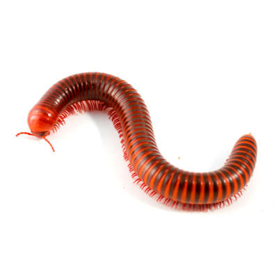 Millipedes Control Products