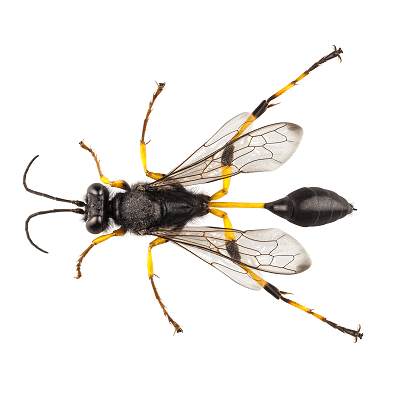 Stinging Insects Mud Dauber Wasp