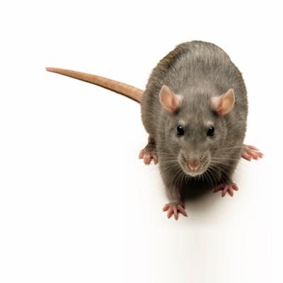 Norway Rat Or Brown Rat Or Street Rat