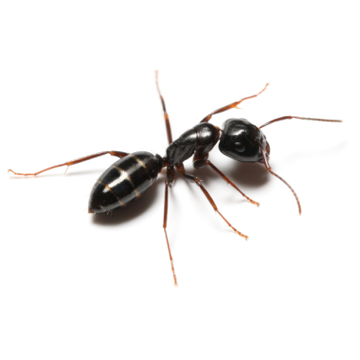Odorous Ants Control Products