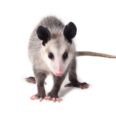 Opossum Control Products