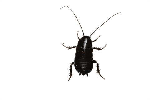Roach Oriental Roach