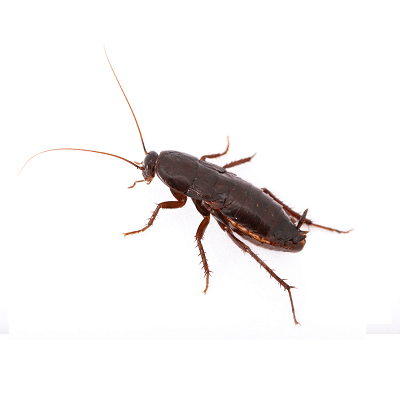 Oriental Roach Control Products