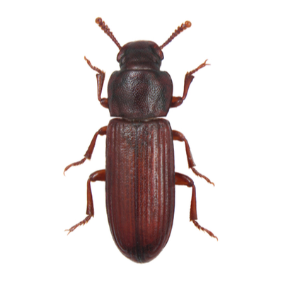 Pantry Beetle Or Store Product Pests