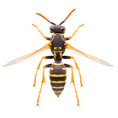 Stinging Insects Paper Wasp