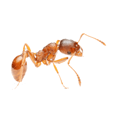 Pharaoh Ants Control Products