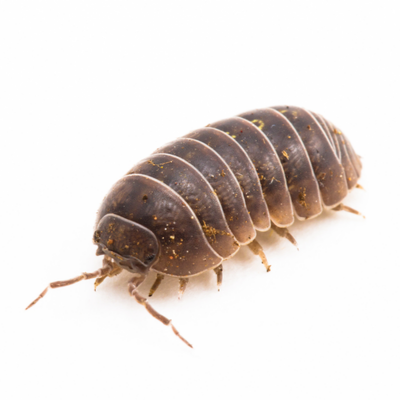Pill Bug Or Roly Poly