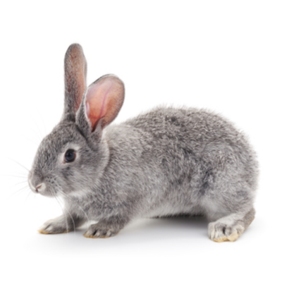 Rabbit Control Products