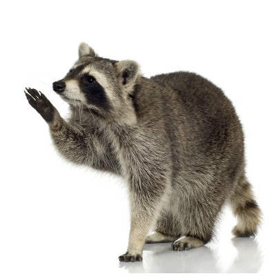 Raccoons Control Products