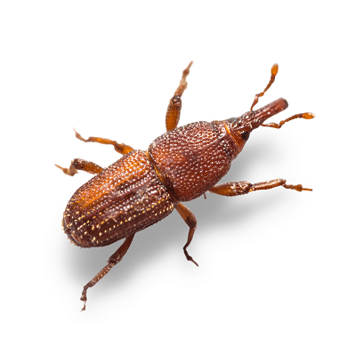 Pantry Beetle Or Store Product Pests Rice Weevil