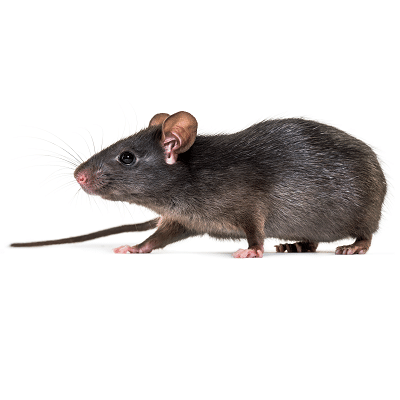 Roof Rat Or Wharf Rat Or Black Rat Control Products