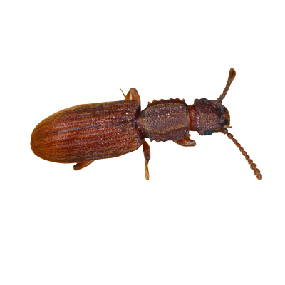 Pantry Beetle Or Store Product Pests Sawtoothed Grain Beetle