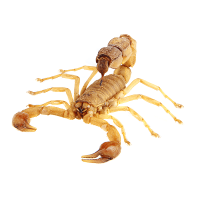 Stinging Insects Scorpions