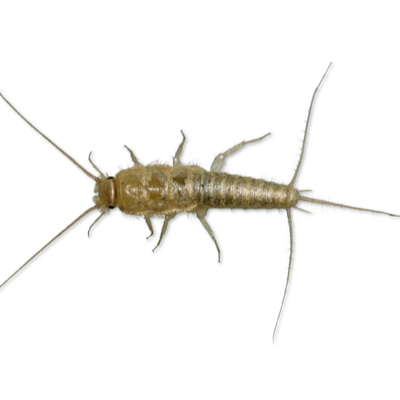 Silverfish Control Products