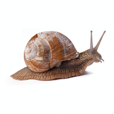 Snail Slugs Control Products