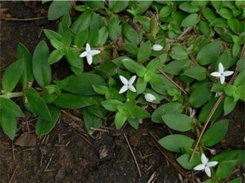 Virginia Button weed