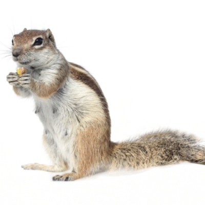 Squirrel Control Products