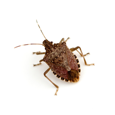 Stink Bug Control Products